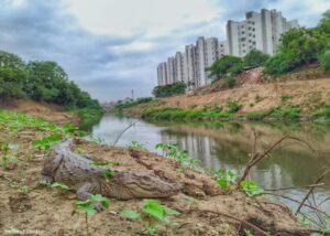 जब सरकार ने हाथ बढ़ाया और प्रकृति ने साथ दिया—विश्वामित्री फिर से बह चली!