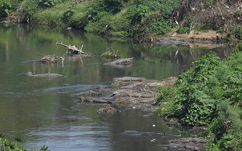जब सरकार ने हाथ बढ़ाया और प्रकृति ने साथ दिया—विश्वामित्री फिर से बह चली!