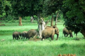 2025 में खुला बेतला नेशनल पार्क, वन्यजीवों की सुरक्षा के साथ ओपन सफारी शुरू