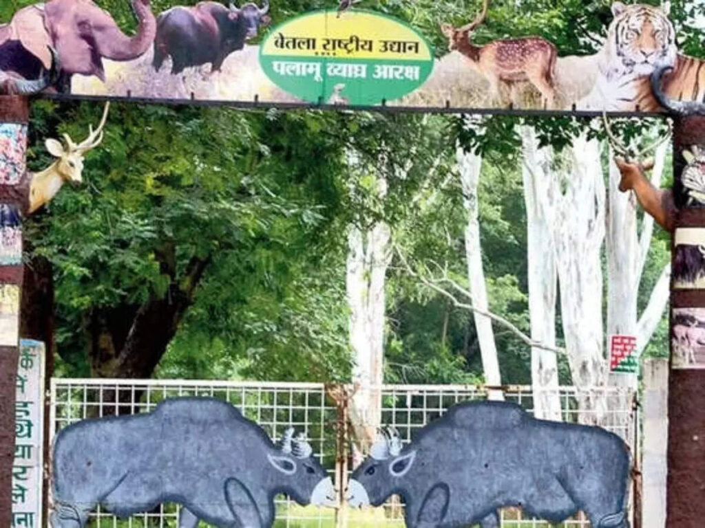 पलामू टाइगर रिजर्व की जंगल सफारी: झारखंड की प्रकृति का देसी रोमांच