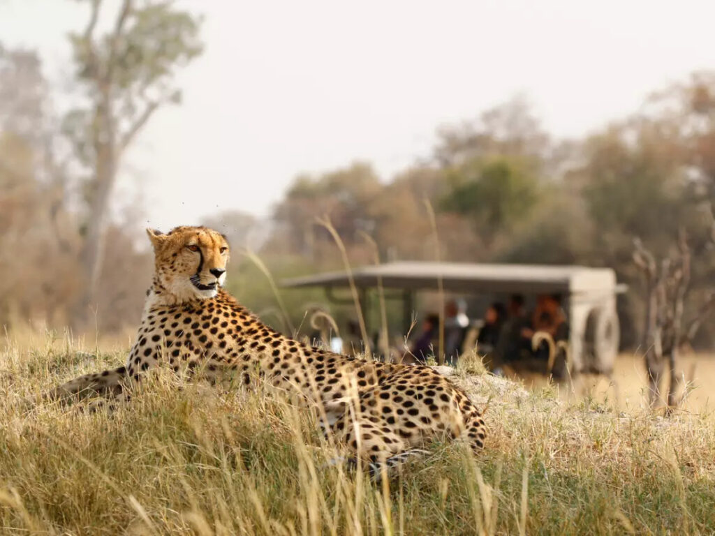 भारत में लौटी चीते की रफ्तार – कूनो नेशनल पार्क में खुली पहली जंगल सफारी