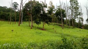 सुप्रीम कोर्ट ने SAIL की माइनिंग पर भी लगाई रोक: झारखंड के जंगलों के लिए राहत